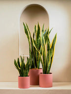 Snake Plant (Sansevieria Trifasciata Laurentii) Green Heaven Plants