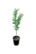 Guava Tree iPlants