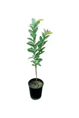 Guava Tree iPlants