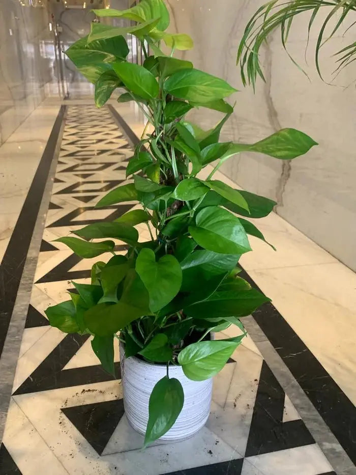 Money Plant (Holland) iPlants