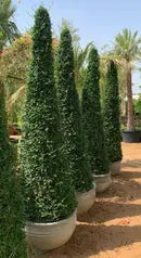 Ehretia Cone iPlants