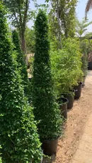 Ehretia Cone iPlants