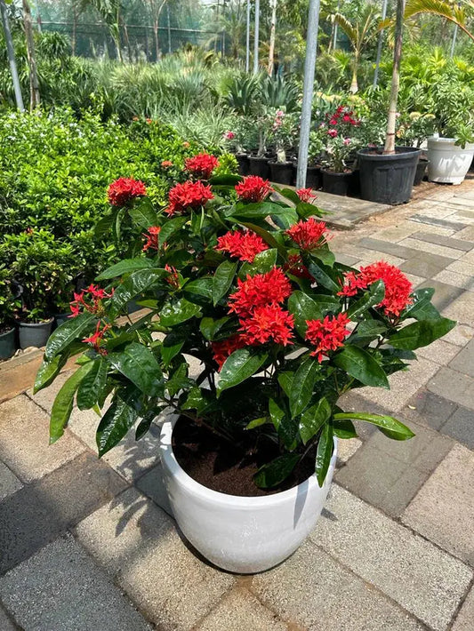 Ixora iPlants
