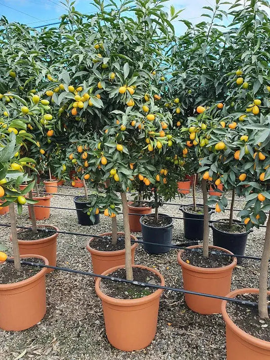 Kumquot iPlants