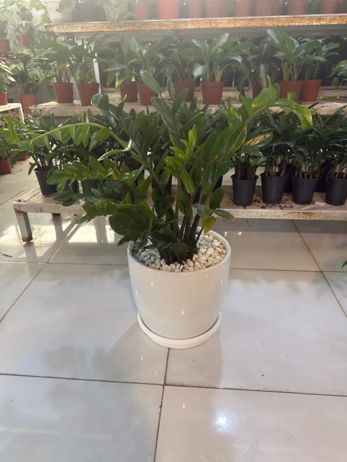 Office Bundle (ZZ Plant, Snake Plants, Peace Lily and Pothos) iPlants - What is Desert? Let's make our Emirates Green.