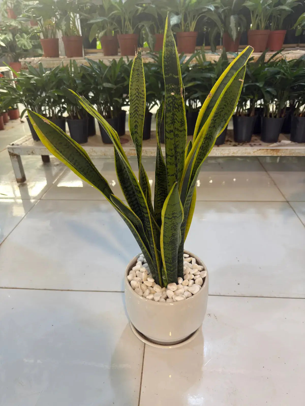 Office Bundle (ZZ Plant, Snake Plants, Peace Lily and Pothos) iPlants - What is Desert? Let's make our Emirates Green.