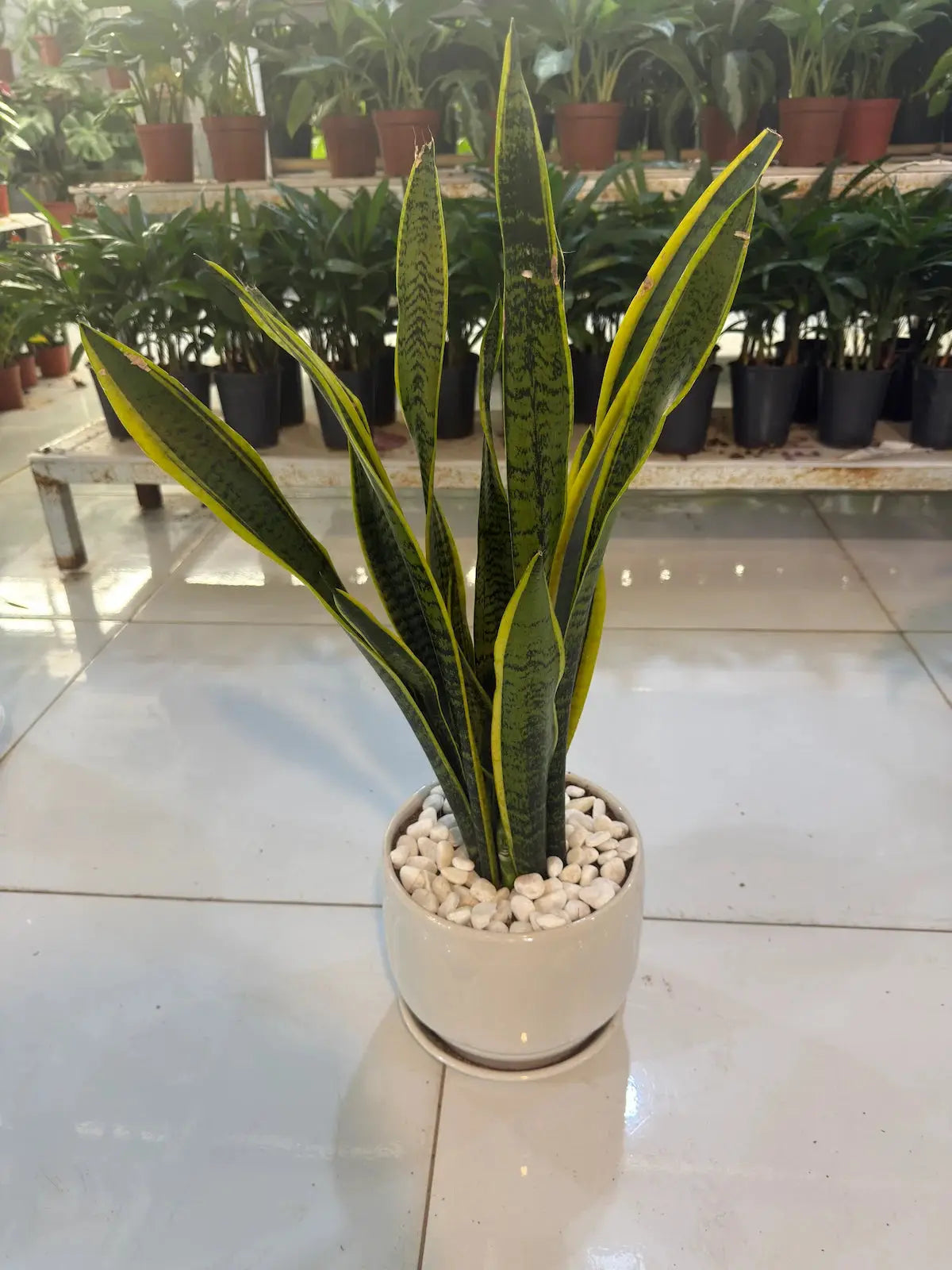 A.C Proof Plants Bundle_Includes ZZ Plant and Snake Plant (Includes White ceramic pots, stones and saucers) iPlants - What is Desert? Let's make our Emirates Green.