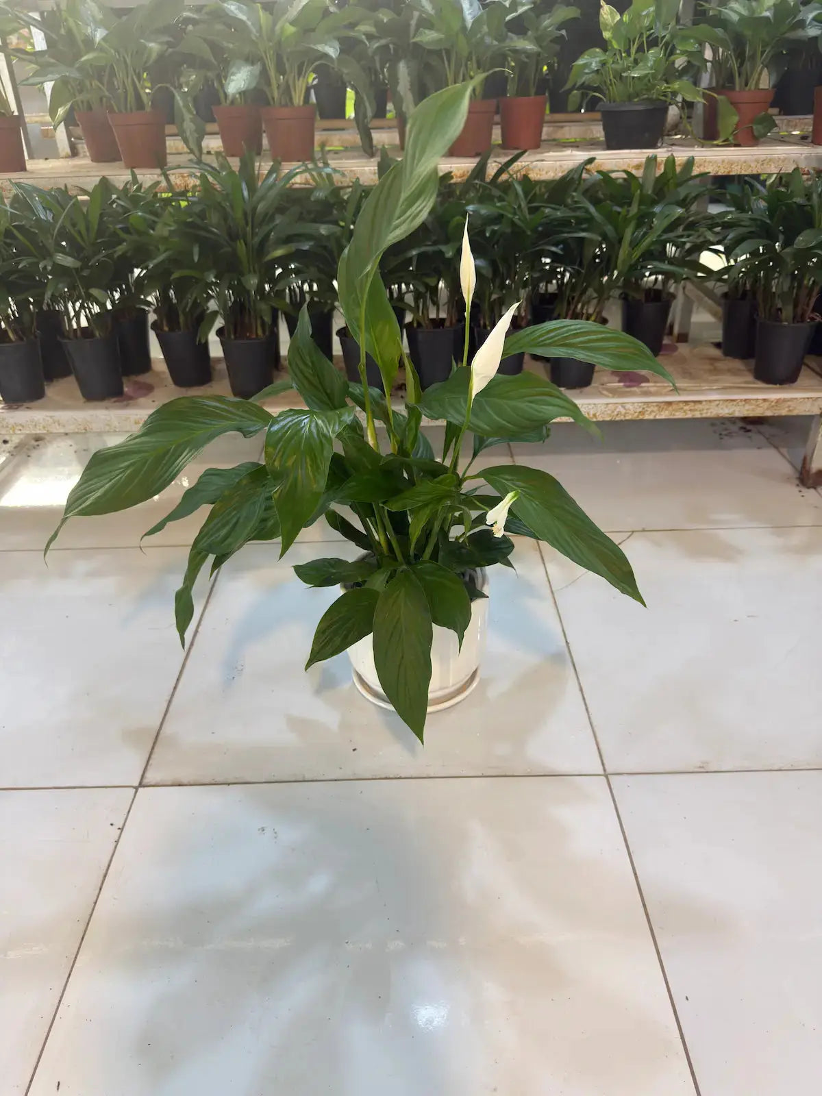 Office Bundle (ZZ Plant, Snake Plants, Peace Lily and Pothos) iPlants - What is Desert? Let's make our Emirates Green.