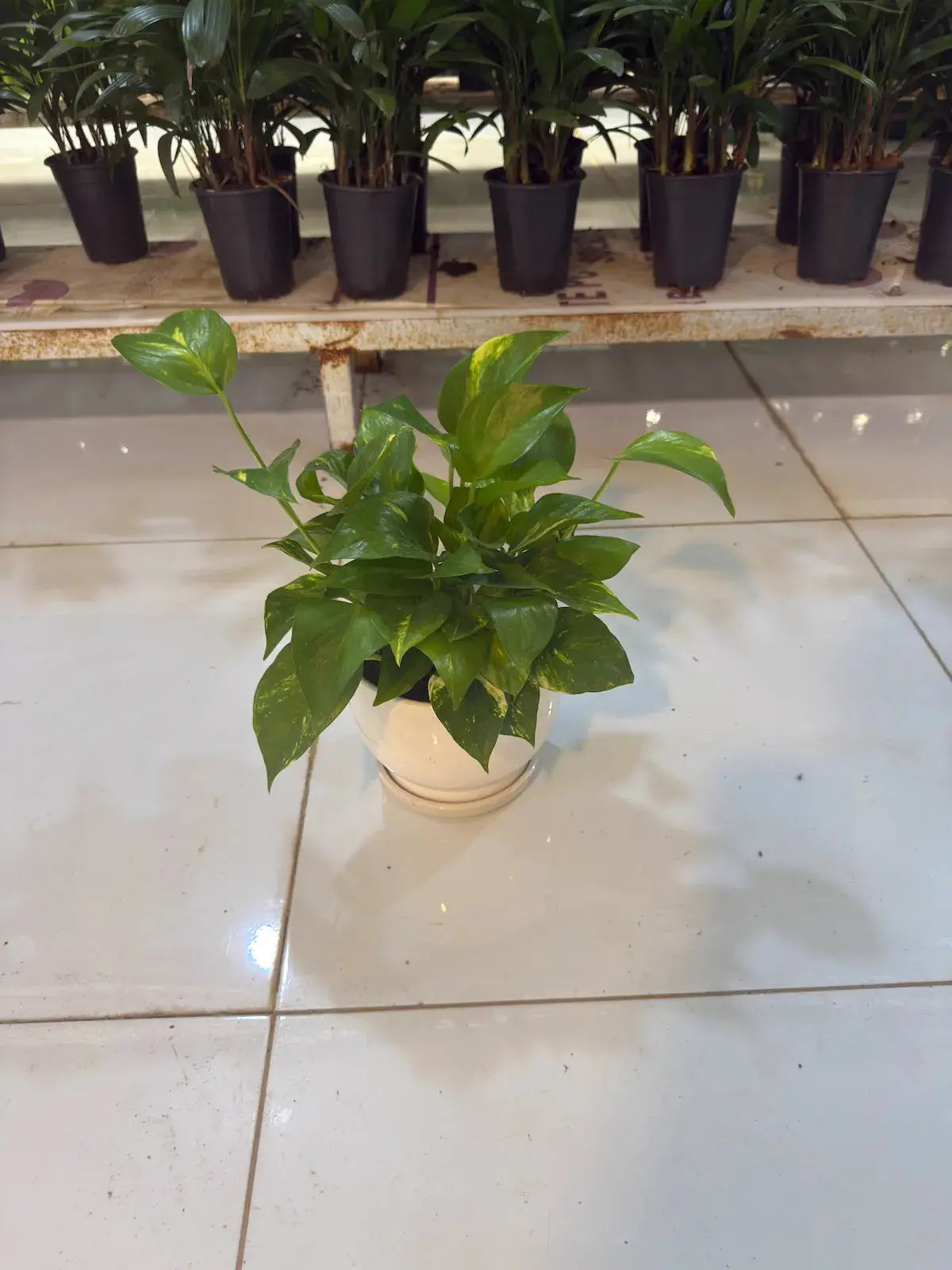 Office Bundle (ZZ Plant, Snake Plants, Peace Lily and Pothos) iPlants - What is Desert? Let's make our Emirates Green.