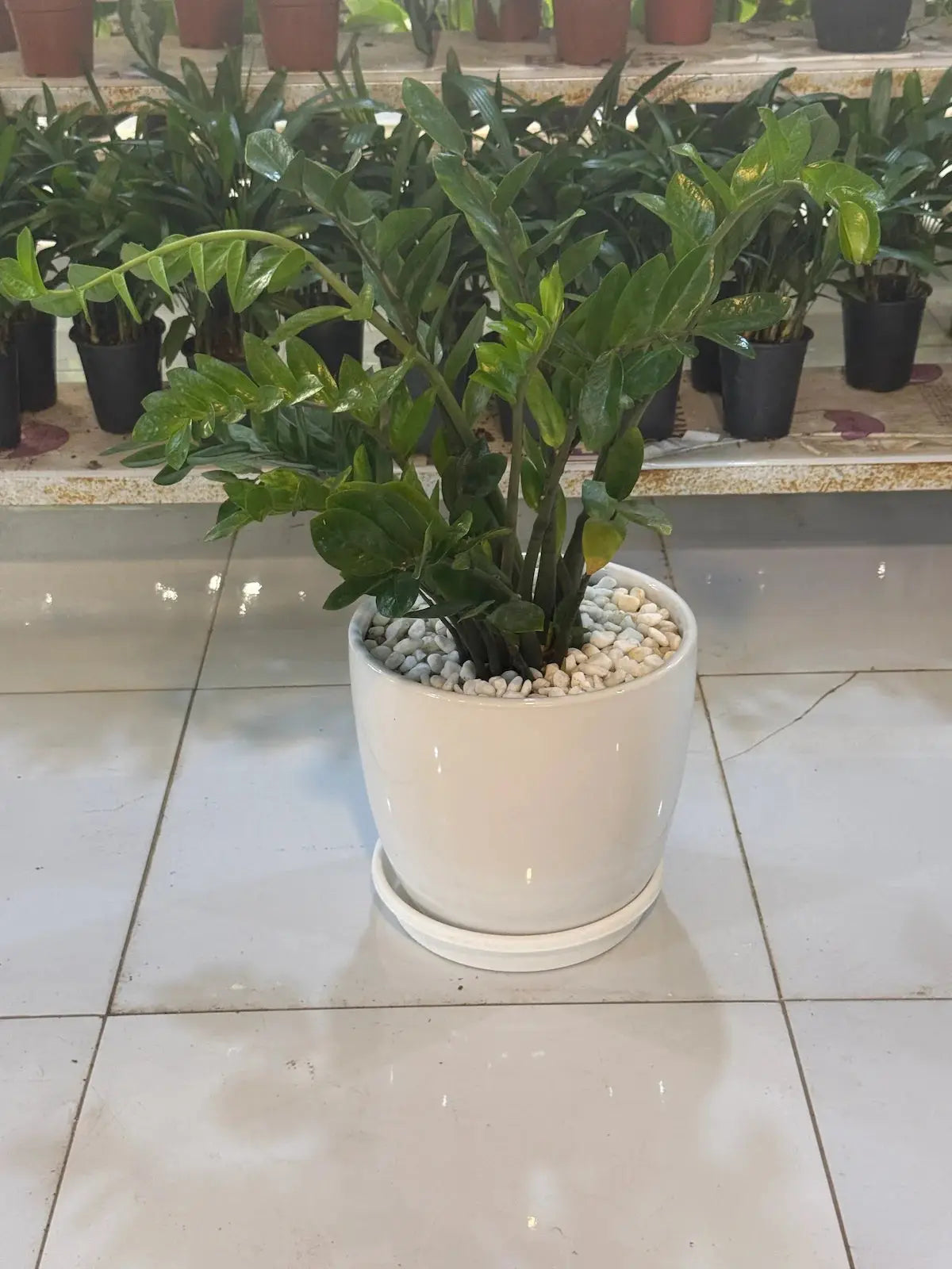 A.C Proof Plants Bundle_Includes ZZ Plant and Snake Plant (Includes White ceramic pots, stones and saucers) iPlants - What is Desert? Let's make our Emirates Green.