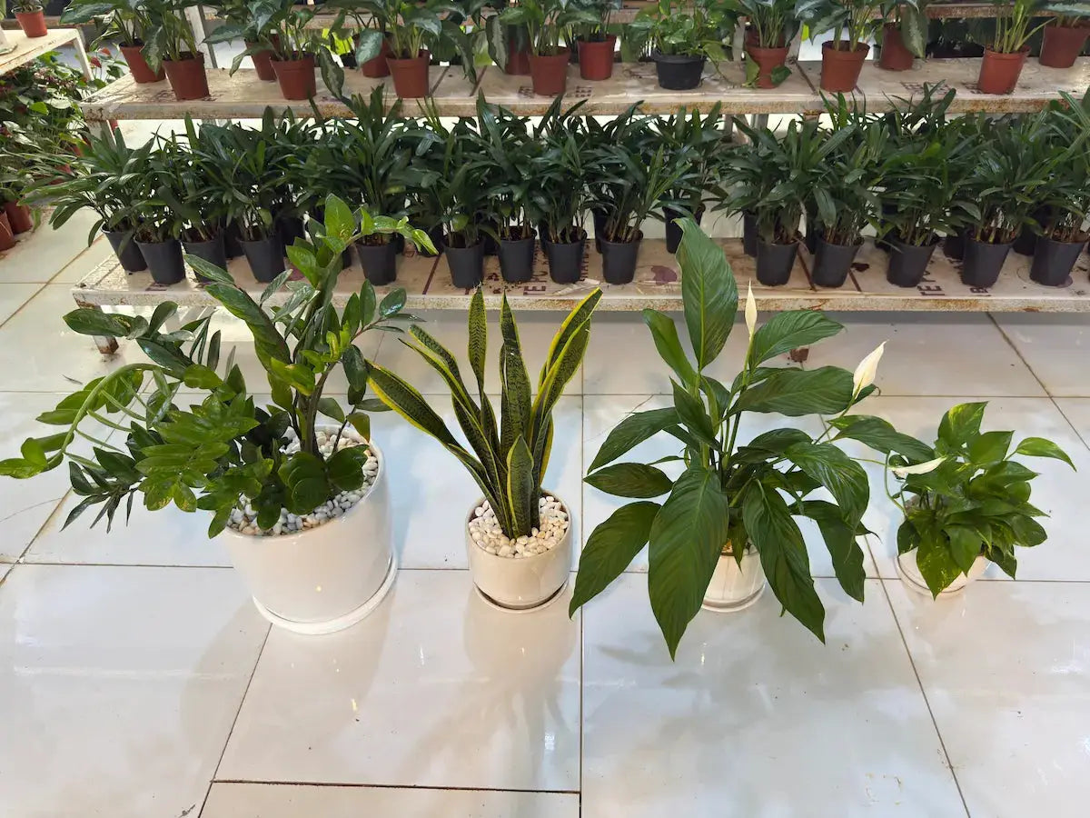Office Bundle (ZZ Plant, Snake Plants, Peace Lily and Pothos) iPlants - What is Desert? Let's make our Emirates Green.