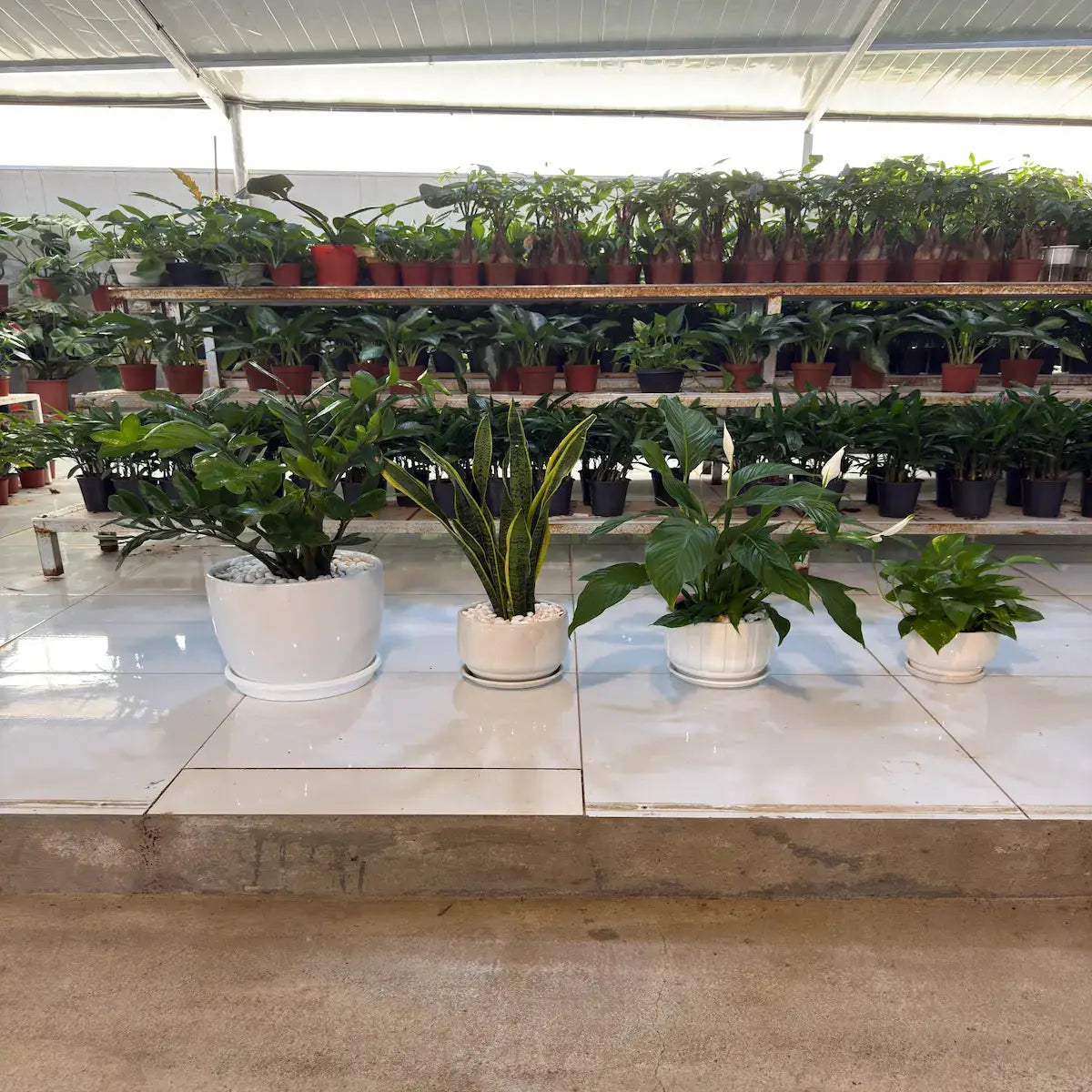 Office Bundle (ZZ Plant, Snake Plants, Peace Lily and Pothos) iPlants - What is Desert? Let's make our Emirates Green.