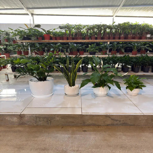 Office Bundle (ZZ Plant, Snake Plants, Peace Lily and Pothos) iPlants - What is Desert? Let's make our Emirates Green.