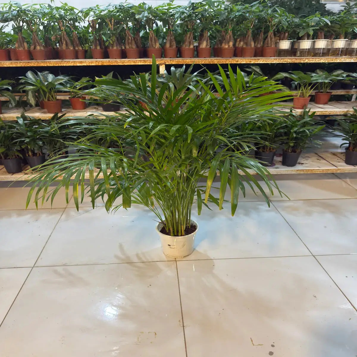 Bundle of Areca Palm and Parlour Palm iPlants - What is Desert? Let's make our Emirates Green.