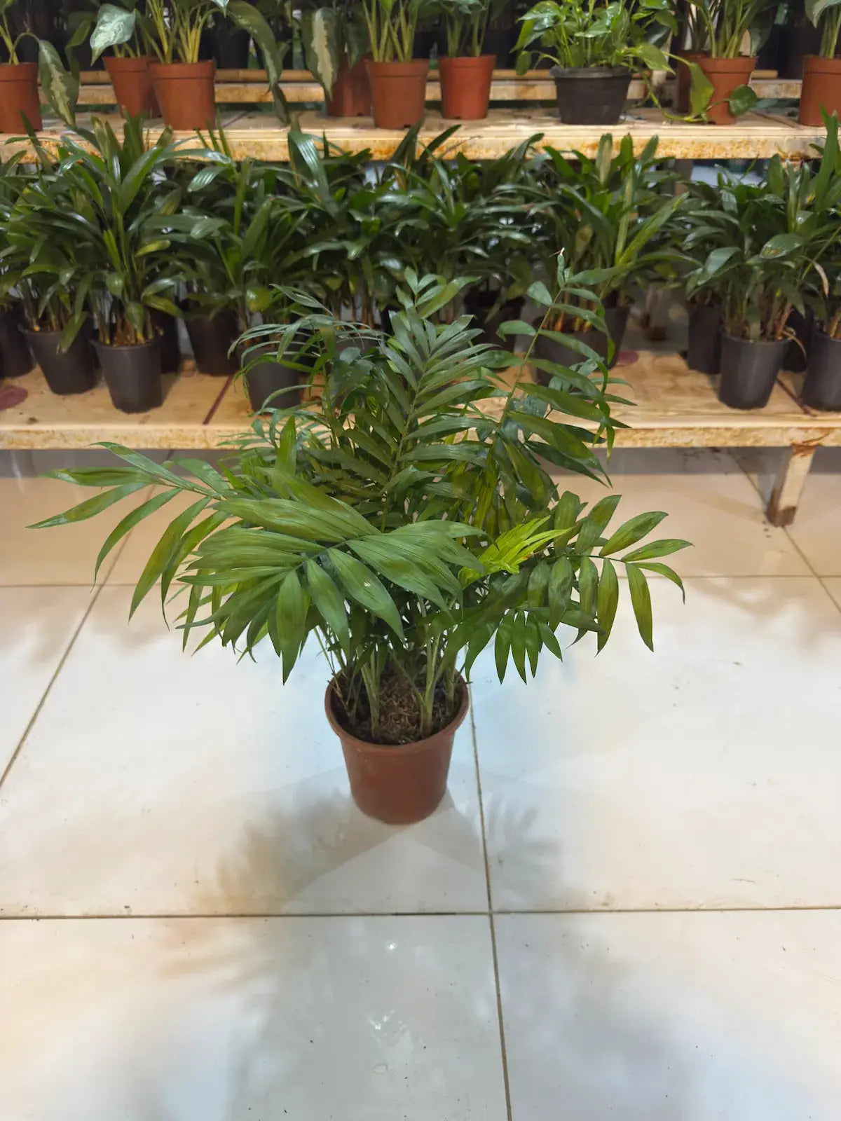 Bundle of Areca Palm and Parlour Palm iPlants - What is Desert? Let's make our Emirates Green.