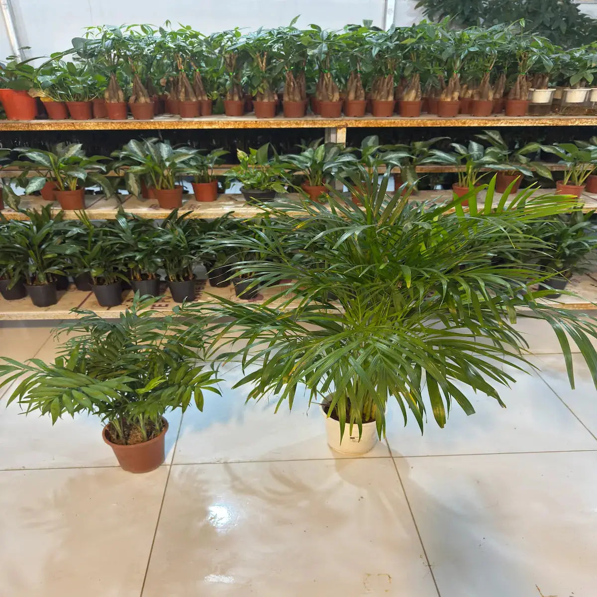 Bundle of Areca Palm and Parlour Palm iPlants - What is Desert? Let's make our Emirates Green.
