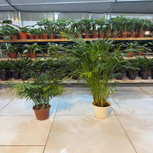 Bundle of Areca Palm and Parlour Palm iPlants - What is Desert? Let's make our Emirates Green.