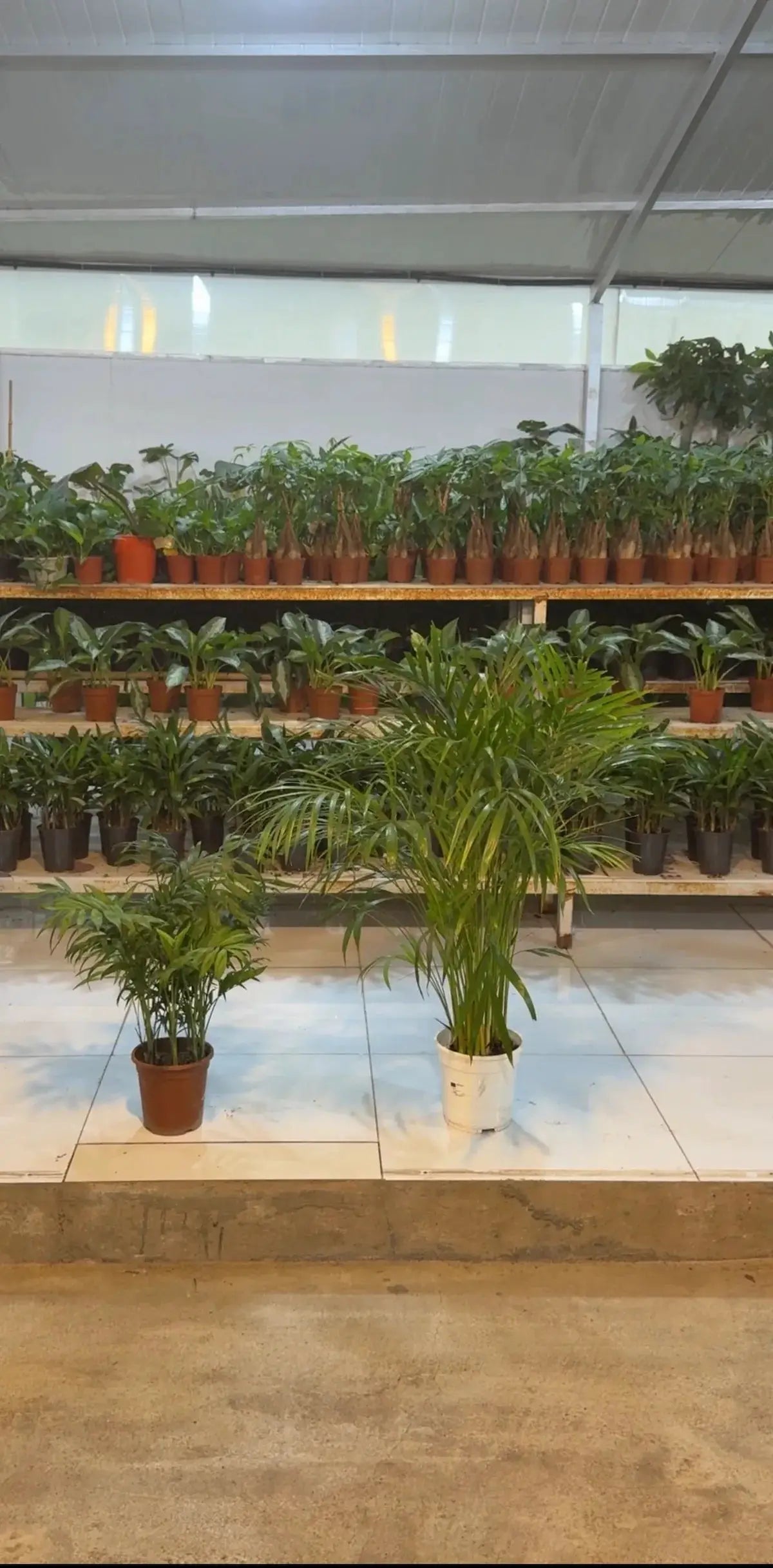 Bundle of Areca Palm and Parlour Palm iPlants - What is Desert? Let's make our Emirates Green.