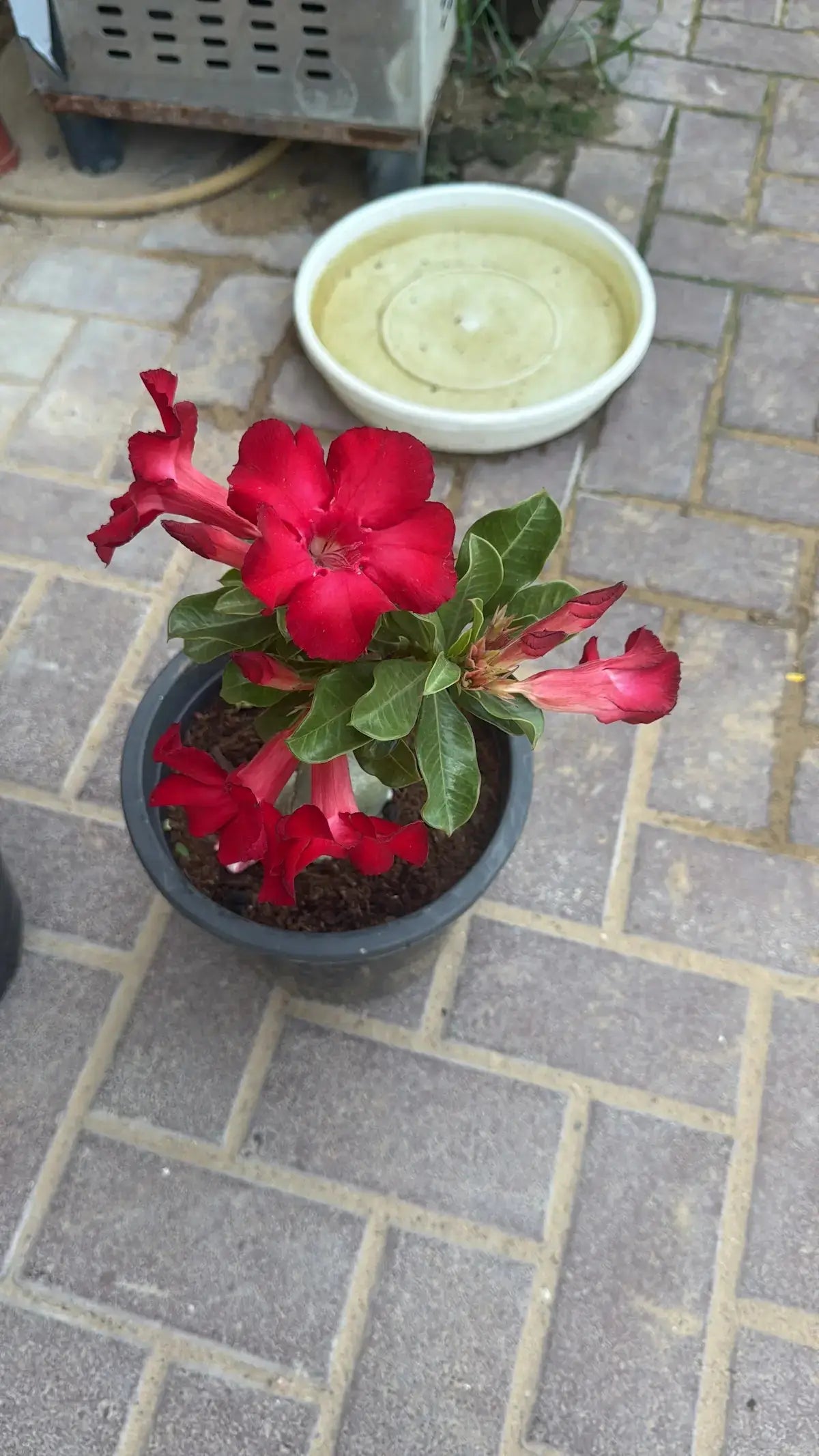 Heat Proof Plants Bundle- Bundle of 3 Desert Roses iPlants - What is Desert? Let's make our Emirates Green.