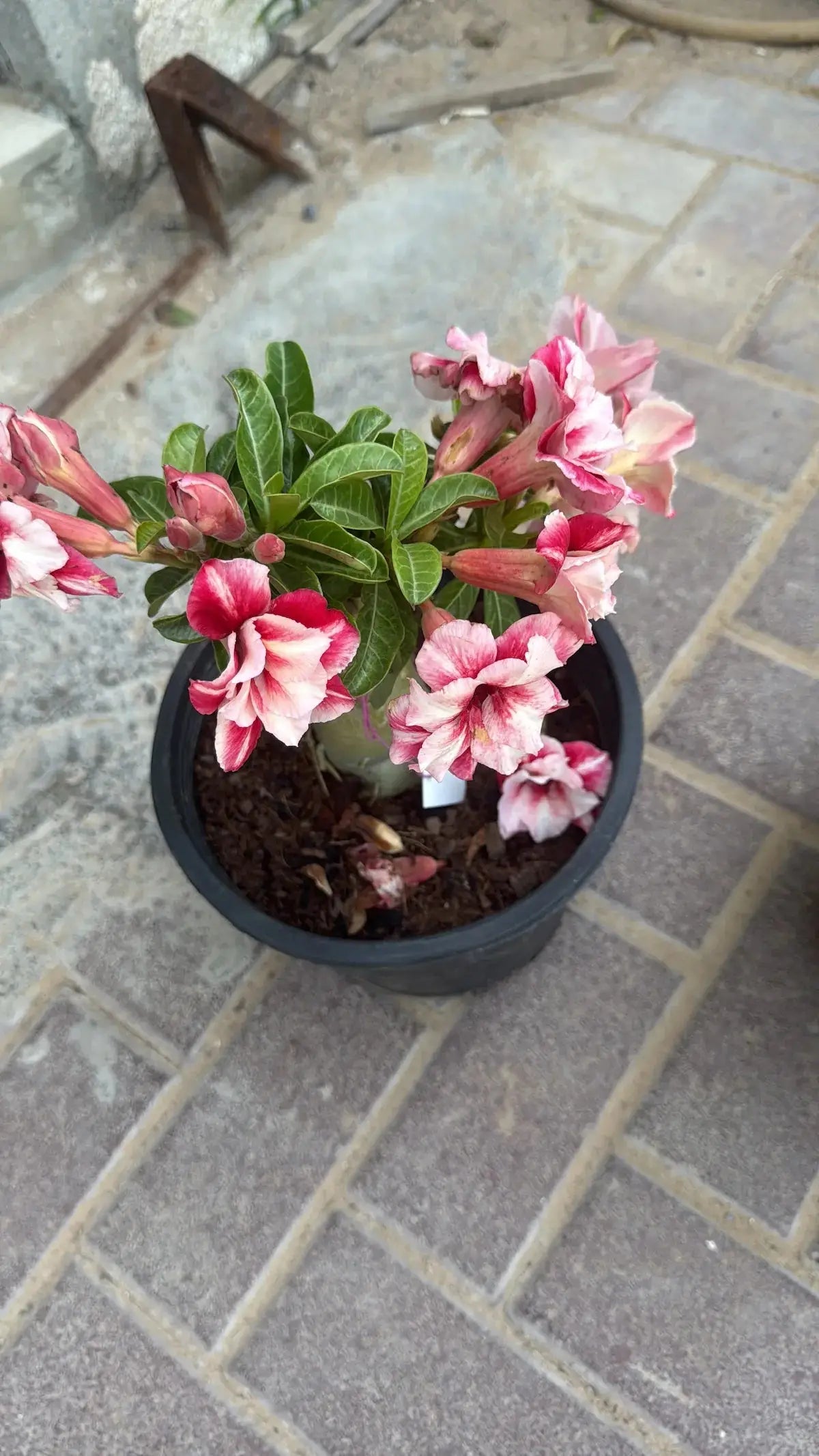 Heat Proof Plants Bundle- Bundle of 3 Desert Roses iPlants - What is Desert? Let's make our Emirates Green.