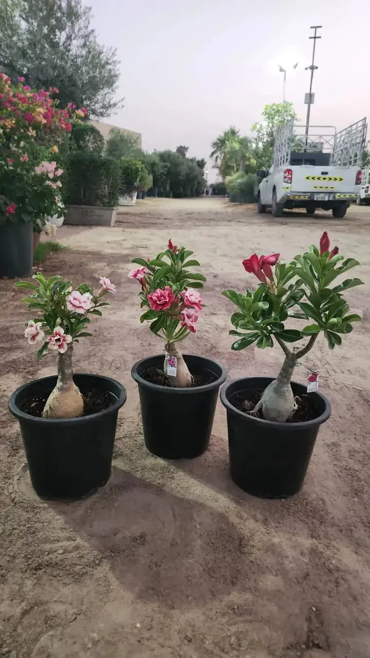 Heat Proof Plants Bundle- Bundle of 3 Desert Roses iPlants - What is Desert? Let's make our Emirates Green.