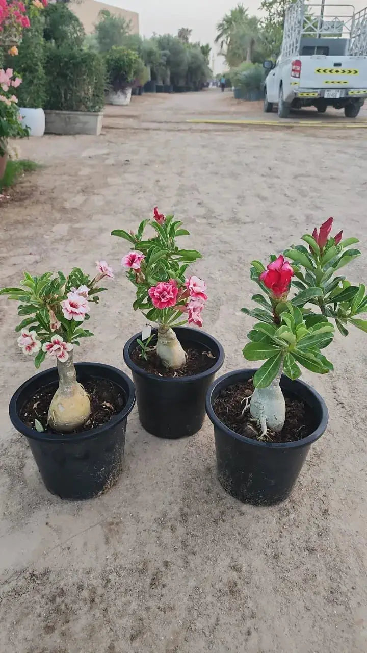 Heat Proof Plants Bundle- Bundle of 3 Desert Roses iPlants - What is Desert? Let's make our Emirates Green.