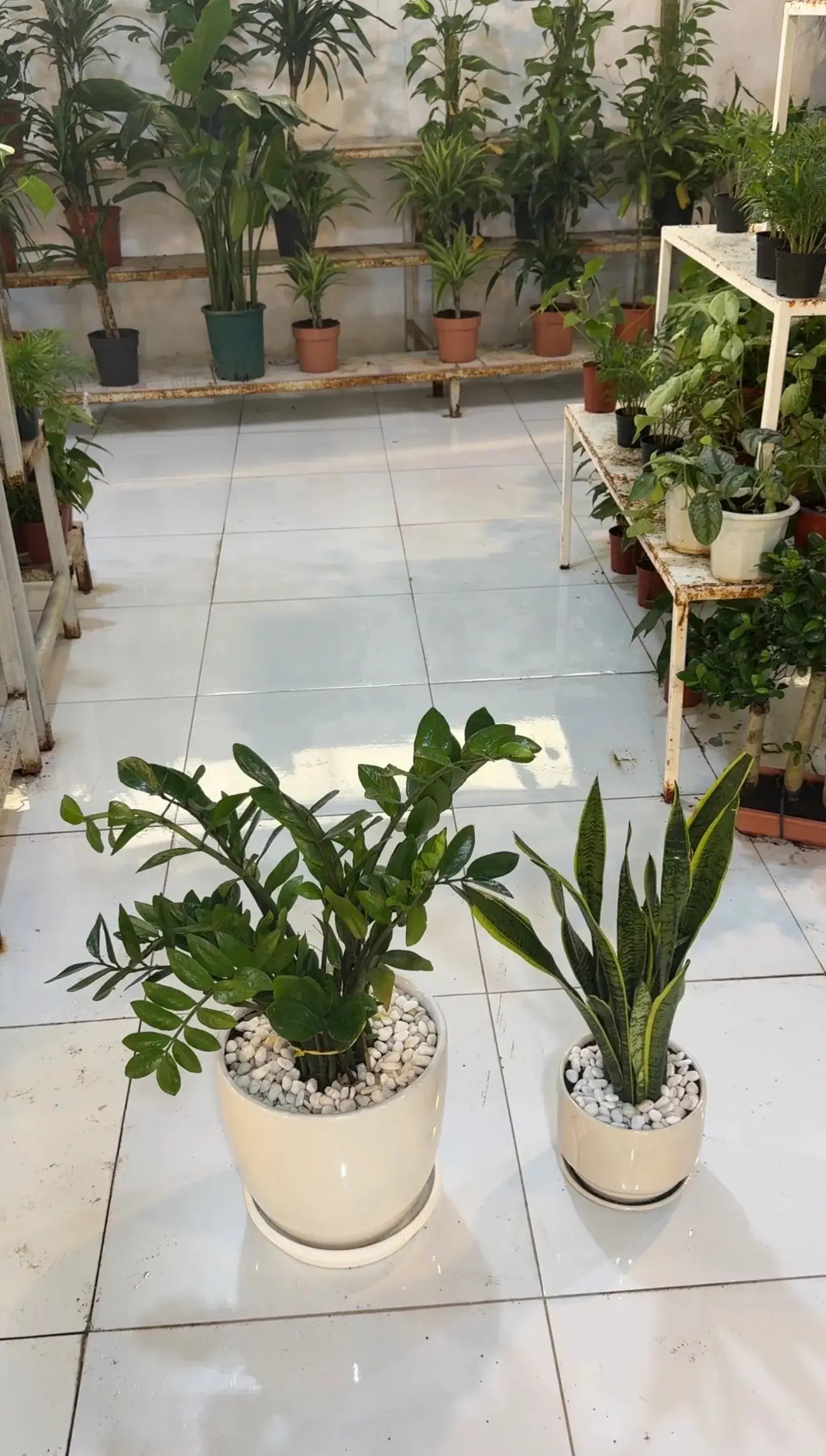 A.C Proof Plants Bundle_Includes ZZ Plant and Snake Plant (Includes White ceramic pots, stones and saucers) iPlants - What is Desert? Let's make our Emirates Green.