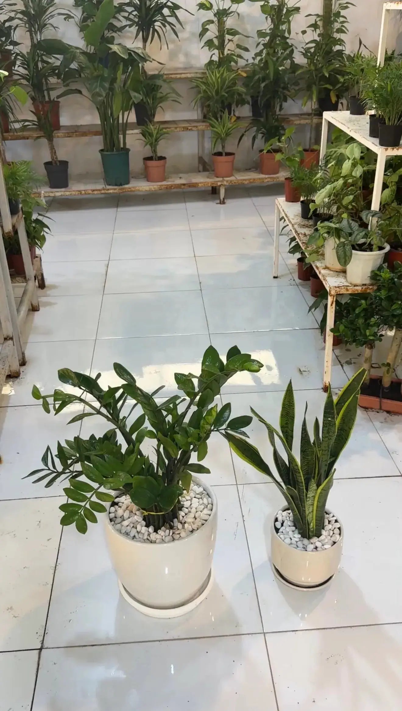 A.C Proof Plants Bundle_Includes ZZ Plant and Snake Plant (Includes White ceramic pots, stones and saucers) iPlants - What is Desert? Let's make our Emirates Green.