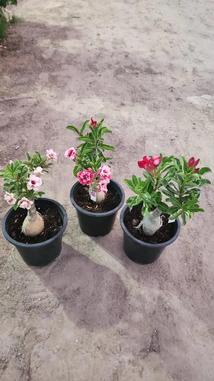 Heat Proof Plants Bundle- Bundle of 3 Desert Roses iPlants - What is Desert? Let's make our Emirates Green.