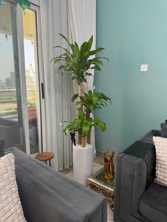 Dracaena Massangeana with Tall Ceramic Pot, Saucer & Decorative Stones - Free Delivery Dubai