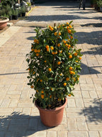 Calamansi (Citrofortunella Microcarpa) or Mandarin Plant iPlants