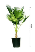 Washingtonia Plant (Trunkless) iPlants