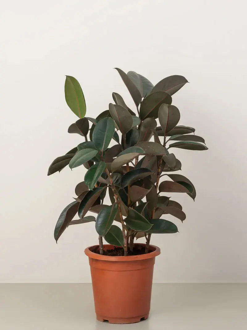 Rubber Plant Green Heaven Plants
