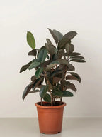 Rubber Plant Green Heaven Plants