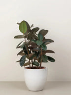 Rubber Plant Green Heaven Plants