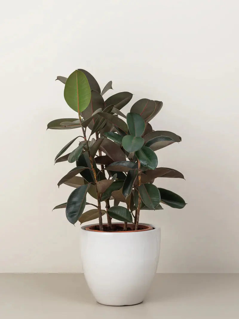 Rubber Plant Green Heaven Plants