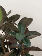 Rubber Plant Green Heaven Plants