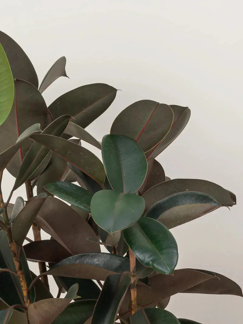Rubber Plant Green Heaven Plants