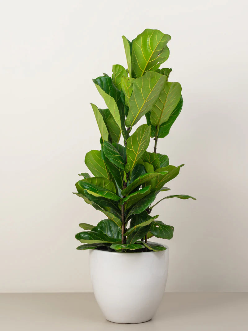Fiddle Leaf Plant- A large, broad-leafed evergreen tree with a unique, violin-shaped leaf