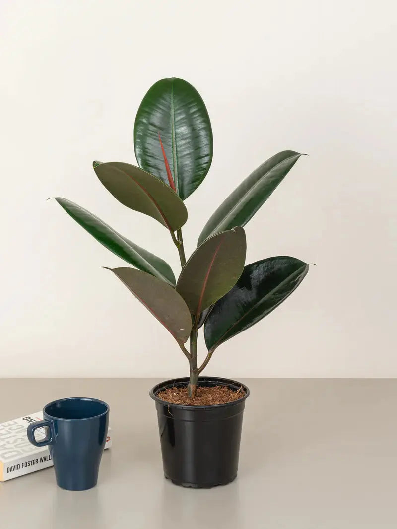 Rubber Plant Green Heaven Plants