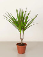Dracaena Marginata Head iPlants