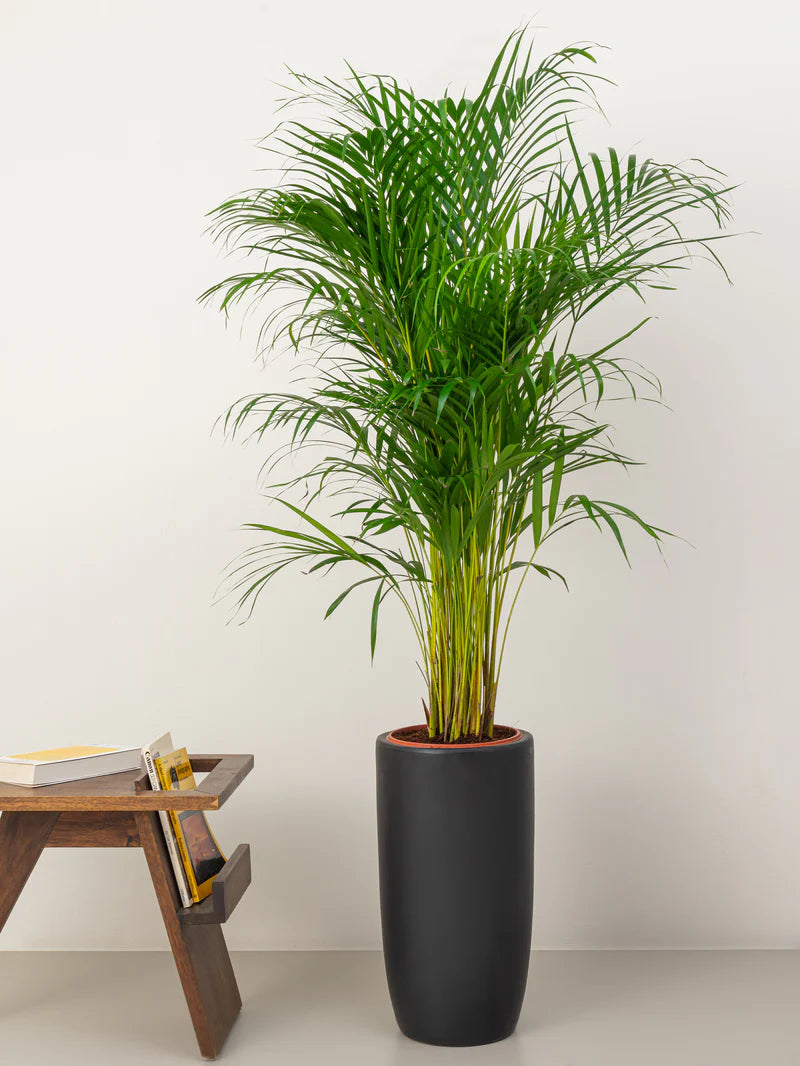 Areca Palm