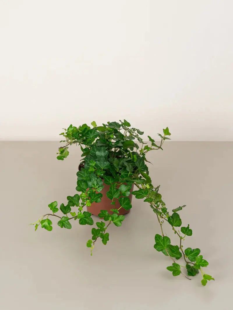 English Ivy Green Heaven Plants