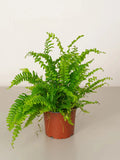 Boston Fern Green Heaven Plants
