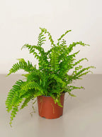 Boston Fern Green Heaven Plants