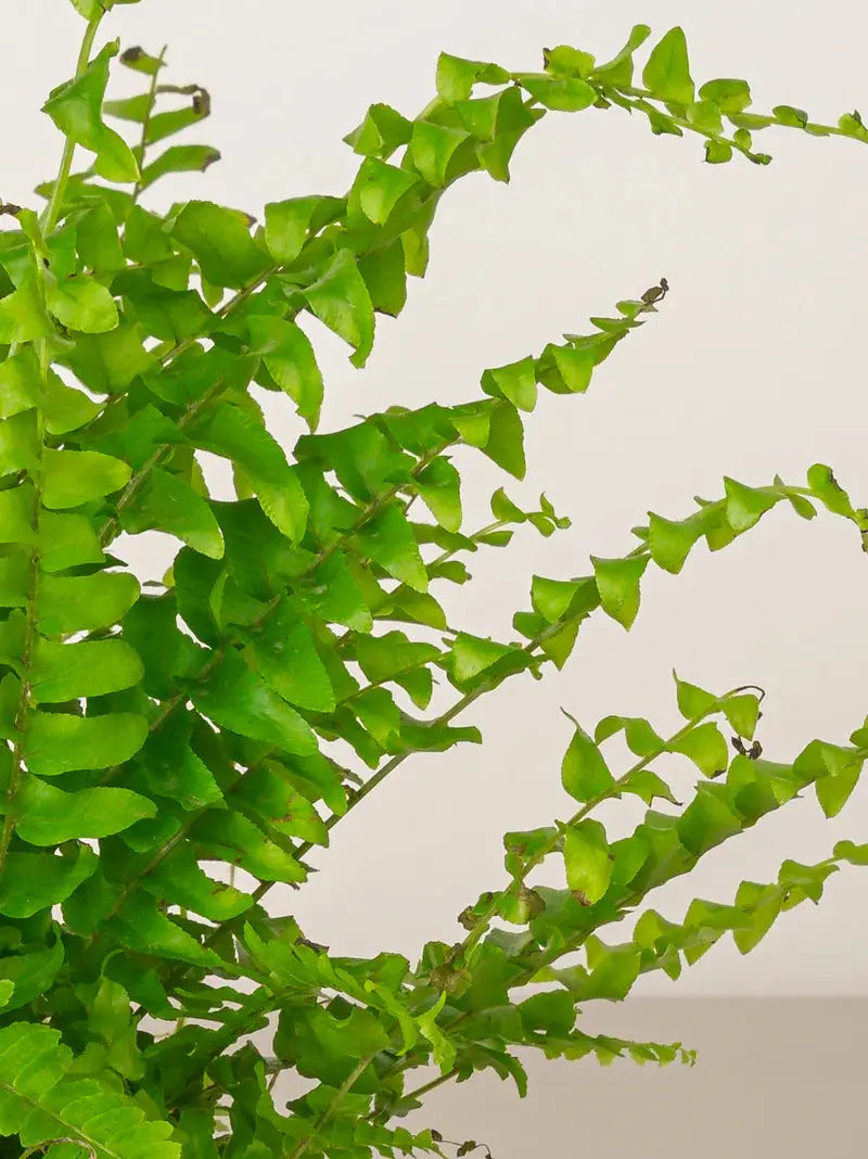 Boston Fern Green Heaven Plants