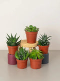 Ornamental Succulents A small, low-maintenance plant with thick, fleshy leaves that store water. Green Heaven Plants