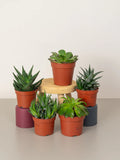 Ornamental Succulents A small, low-maintenance plant with thick, fleshy leaves that store water.