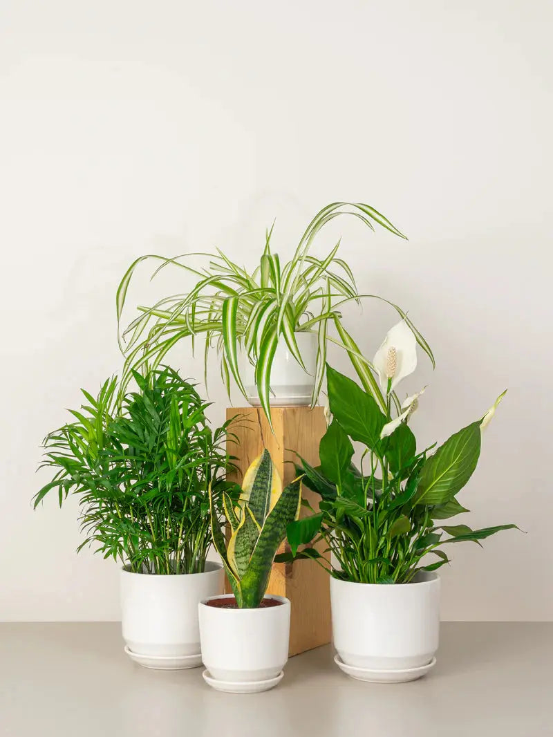 Home Decorator-(Breath of fresh Air) Green Heaven Plants