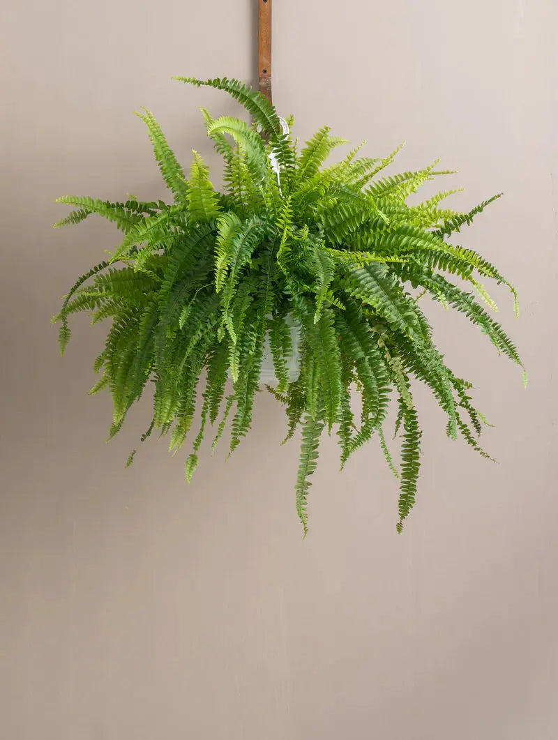 Boston Fern Green Heaven Plants